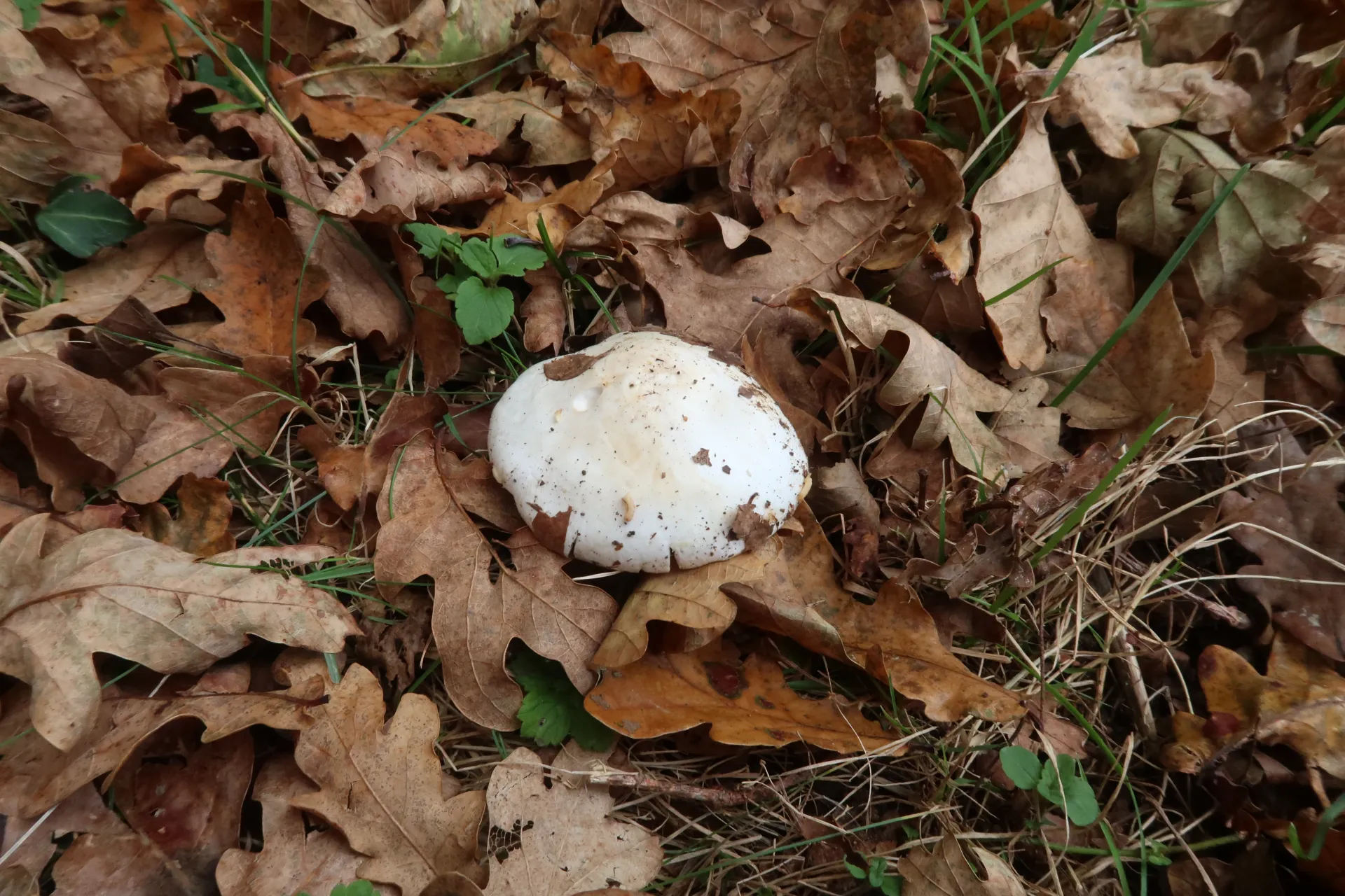 Tricholoma columbetta - 1 - IMG_2254